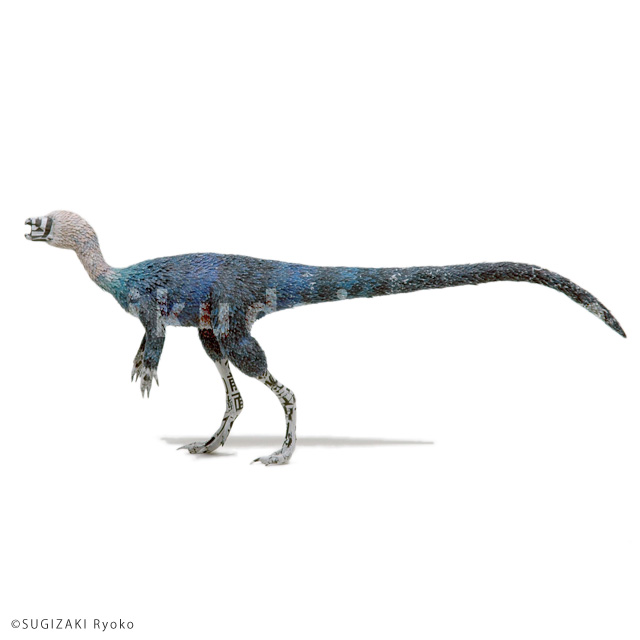 motif : Agilisaurus,2015